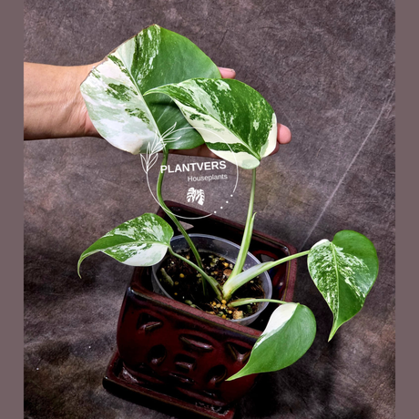 Variegated Monstera Albo - Rare White Monstera Borsigiana Albo Baby Leaf EXACT Plant - US Seller