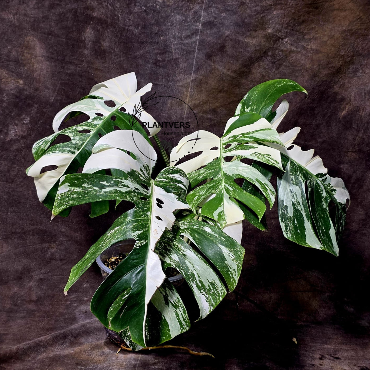Rare Variegated Monstera Albo - White Albo Borsigiana Mature EXACT Plant - US Seller