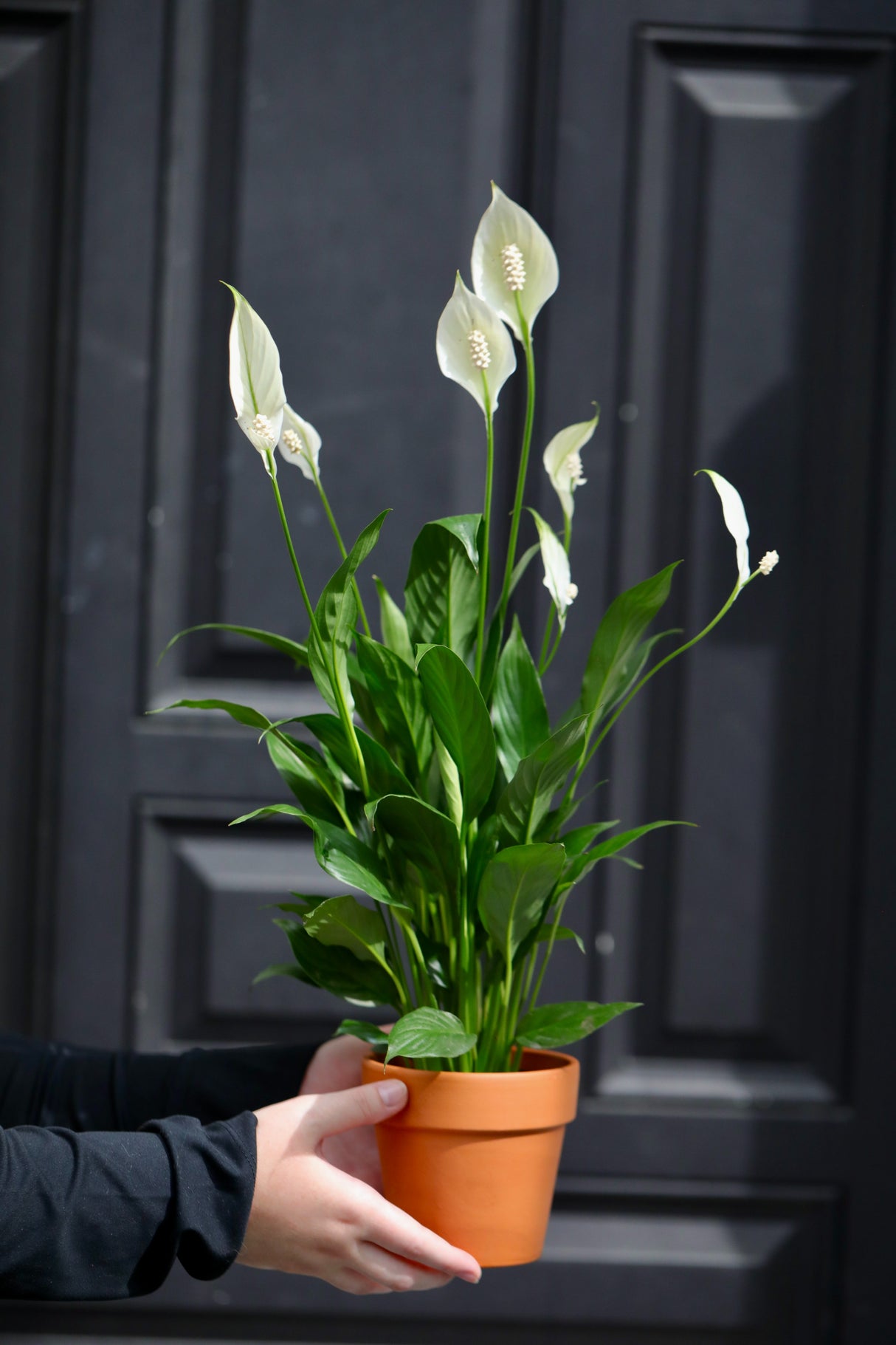 Spathiphyllum Peace Lily in a 4" Nursery Pot | Air-Purifying Indoor Plant | Low Maintenance | Elegant White Blooms | Low-Light Plant