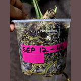 Variegated Monstera Albo Plant - Rare Indoor White Albo Borsigiana Plant - Albo Monstera Single Leaf Plant - EXACT Plant - US Seller