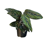 4” Calathea Ornata Pinstripe (Wholesale Indoor Plant Case of 10 Pots)