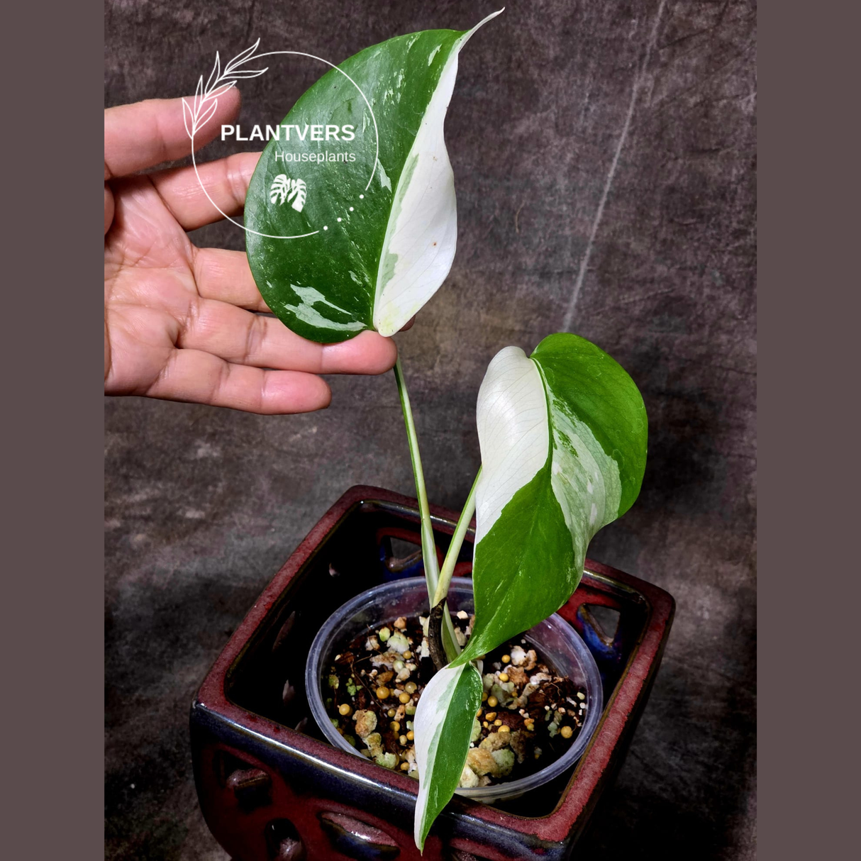 Variegated Monstera Albo - Rare White Monstera Borsigiana Albo Baby Leaf EXACT Plant - US Seller