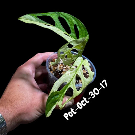 Variegated Monstera Adansonii Albo Plant Live - Rare Swiss Cheese EXACT Same Plant - Half-Moon Leaf - US Seller
