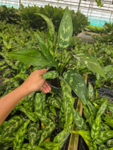 Chinese Evergreen Plant 