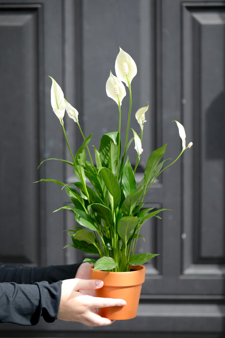 Spathiphyllum Peace Lily in a 4" Nursery Pot | Air-Purifying Indoor Plant | Low Maintenance | Elegant White Blooms | Low-Light Plant