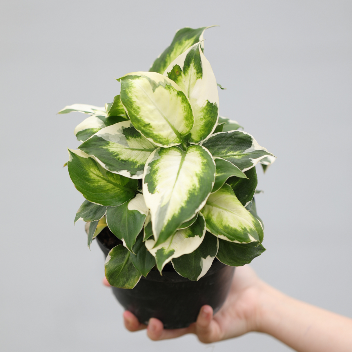 Dieffenbachia Cool Beauty in 5" Nursery Pot