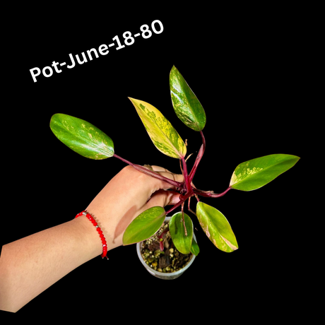 Variegated Philodendron Strawberry Shake Plant Live EXACT - Extremely Rare Strawberry Plant For Collectors - Mother's Day Gift - US Seller