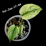 RARE Monstera Deliciosa Mint Live Plant in a Nursery Pot - Stunning Variegated EXACT Monstera Plant - Collector's Aroid - US Seller