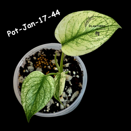 RARE Monstera Deliciosa Mint Live Plant in a Nursery Pot - Stunning Variegated EXACT Monstera Plant - Collector's Aroid - US Seller