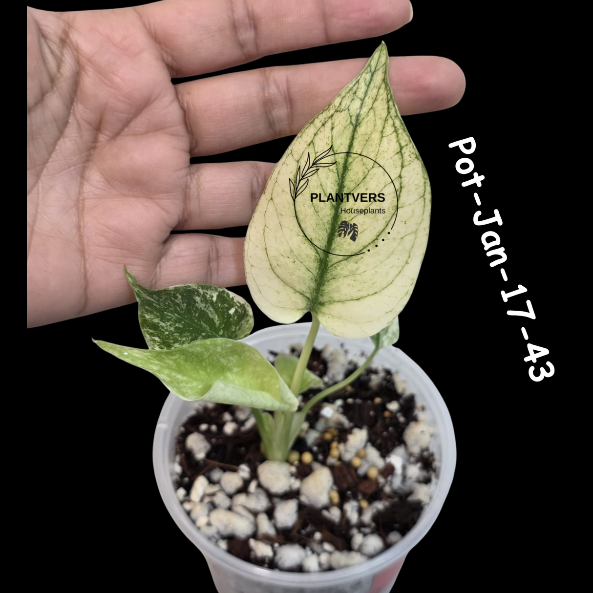 RARE Monstera Deliciosa Mint Live Plant in a Nursery Pot - Stunning Variegated EXACT Monstera Plant - Collector's Aroid - US Seller