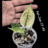 RARE Monstera Deliciosa Mint Live Plant in a Nursery Pot - Stunning Variegated EXACT Monstera Plant - Collector's Aroid - US Seller