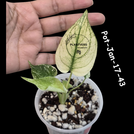 RARE Monstera Deliciosa Mint Live Plant in a Nursery Pot - Stunning Variegated EXACT Monstera Plant - Collector's Aroid - US Seller