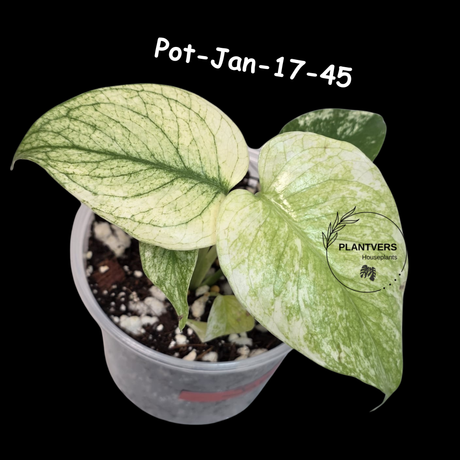 RARE Monstera Deliciosa Mint Live Plant in a Nursery Pot - Stunning Variegated EXACT Monstera Plant - Collector's Aroid - US Seller