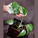 Variegated Monstera Albo - Rare White Monstera Borsigiana Albo Baby Leaf EXACT Plant - US Seller