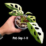 Variegated Monstera Adansonii Albo Plant Live - Rare Swiss Cheese EXACT Same Plant - Half-Moon Leaf - US Seller