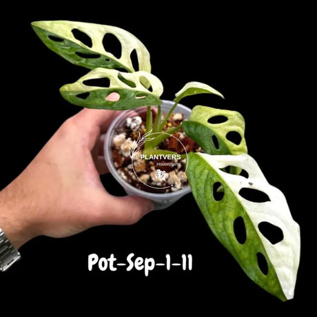 Variegated Monstera Adansonii Albo Plant Live - Rare Swiss Cheese EXACT Same Plant - Half-Moon Leaf - US Seller