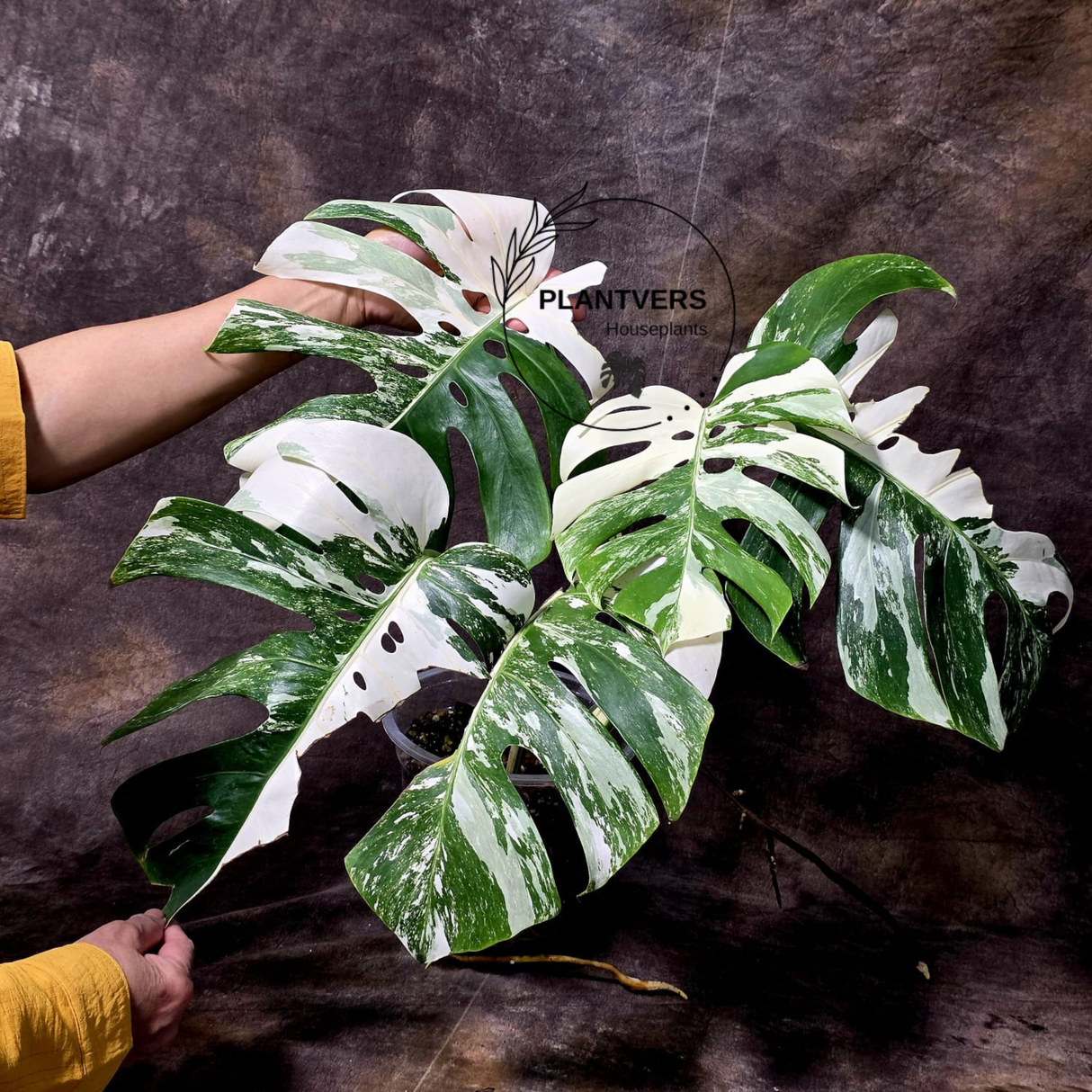 Rare Variegated Monstera Albo - White Albo Borsigiana Mature EXACT Plant - US Seller