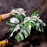 Rare Variegated Monstera Albo - White Albo Borsigiana Mature EXACT Plant - US Seller