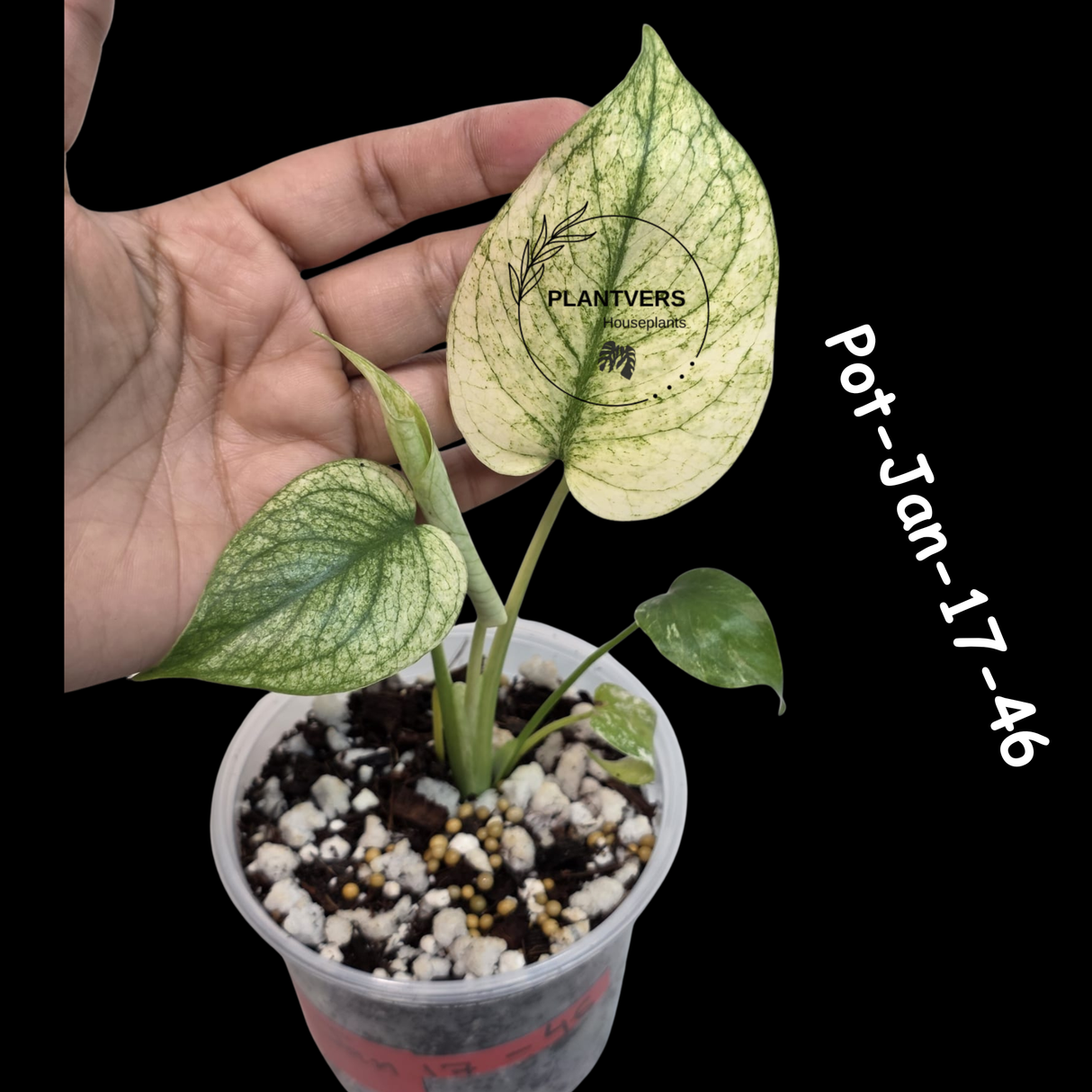 RARE Monstera Deliciosa Mint Live Plant in a Nursery Pot - Stunning Variegated EXACT Monstera Plant - Collector's Aroid - US Seller