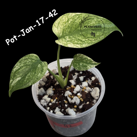 RARE Monstera Deliciosa Mint Live Plant in a Nursery Pot - Stunning Variegated EXACT Monstera Plant - Collector's Aroid - US Seller