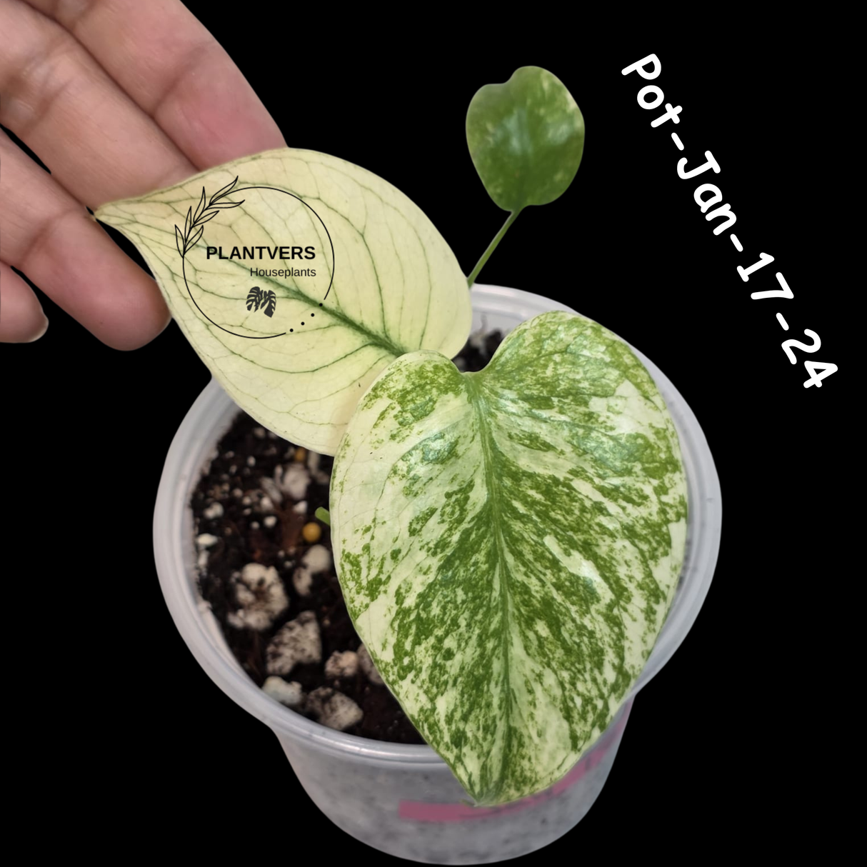 RARE Monstera Deliciosa Mint Live Plant in a Nursery Pot - Stunning Variegated EXACT Monstera Plant - Collector's Aroid - US Seller