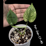 RARE Monstera Deliciosa Mint Live Plant in a Nursery Pot - Stunning Variegated EXACT Monstera Plant - Collector's Aroid - US Seller