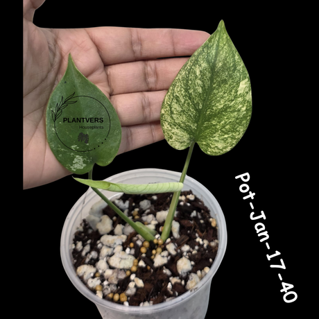 RARE Monstera Deliciosa Mint Live Plant in a Nursery Pot - Stunning Variegated EXACT Monstera Plant - Collector's Aroid - US Seller