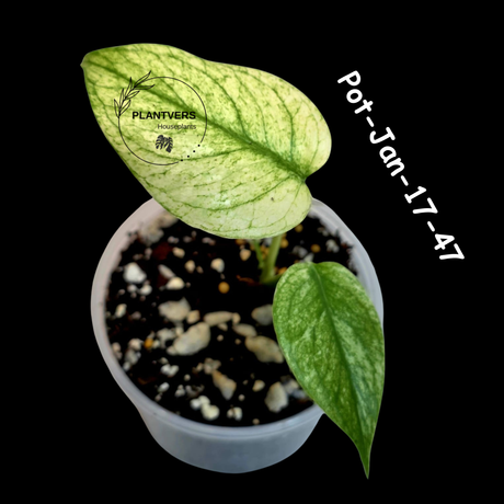 RARE Monstera Deliciosa Mint Live Plant in a Nursery Pot - Stunning Variegated EXACT Monstera Plant - Collector's Aroid - US Seller