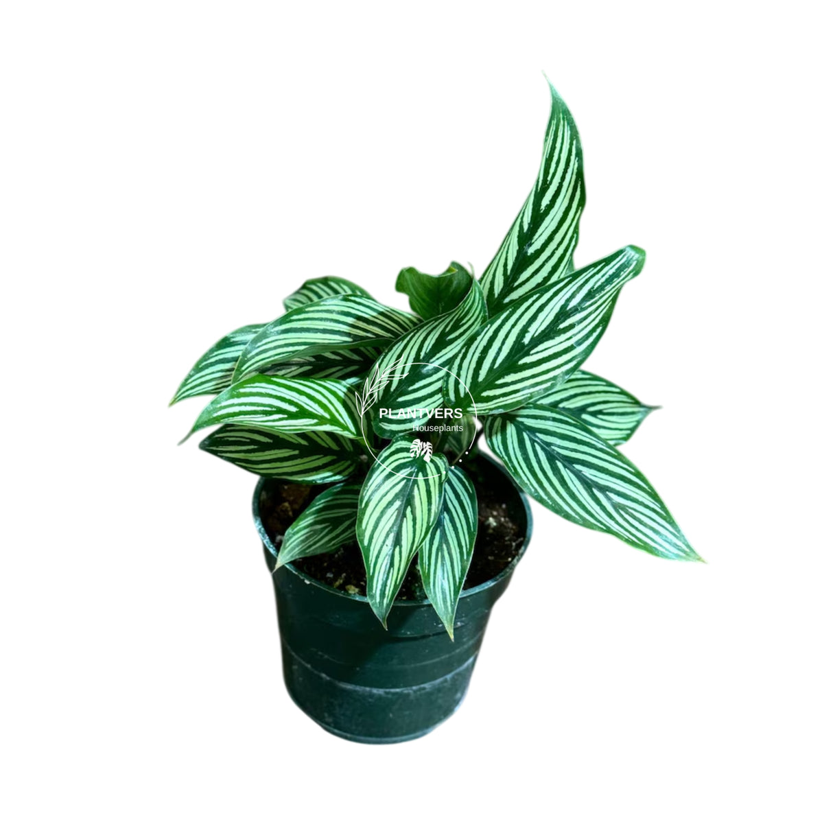 4” Calathea Vittata (Wholesale Indoor Plant Case of 10 Pots)