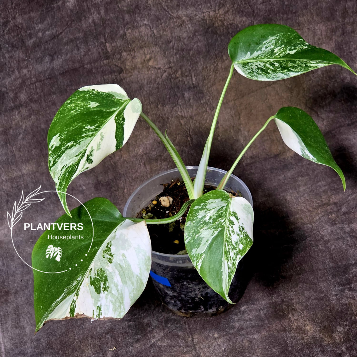 Variegated Monstera Albo - Rare White Monstera Borsigiana Albo Baby Leaf EXACT Plant - US Seller