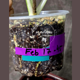 Variegated Monstera Albo - Rare White Monstera Borsigiana Albo Baby Leaf EXACT Plant - US Seller