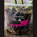 Rare Variegated Monstera Albo - White Albo Borsigiana Mature EXACT Plant - US Seller