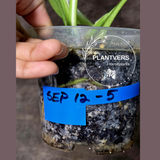 Variegated Monstera Albo - Rare White Monstera Borsigiana Albo Baby Leaf EXACT Plant - US Seller