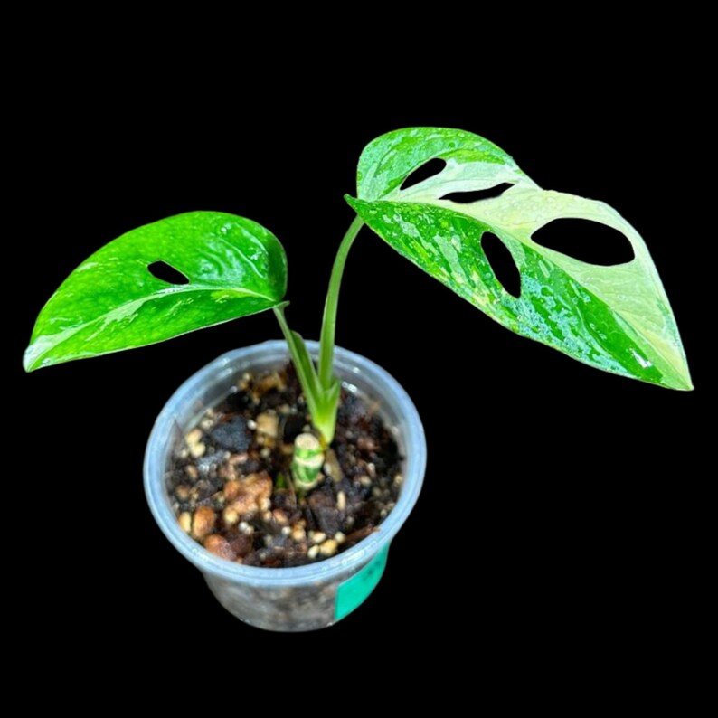 High Variegated White Monstera Adansonii Albo in a Nursery Pot - Swiss Cheese Potted Plant - Grower's Choice