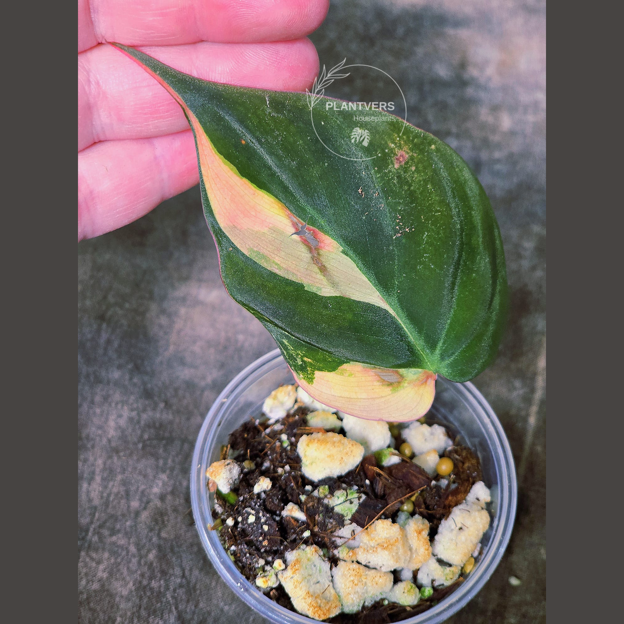 Variegated Philodendron Mican Aurea in a Nursery Pot - Rare Collector Plant - EXACT Plant - US SELLER