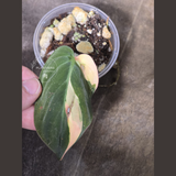 Variegated Philodendron Mican Aurea in a Nursery Pot - Rare Collector Plant - EXACT Plant - US SELLER