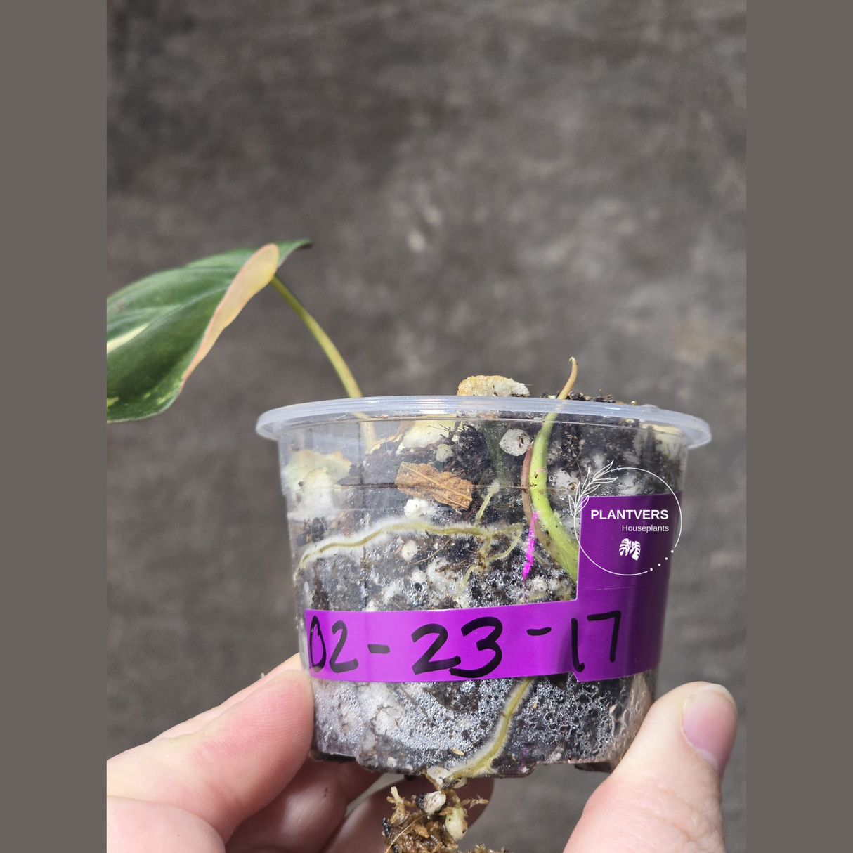 Variegated Philodendron Mican Aurea in a Nursery Pot - Rare Collector Plant - EXACT Plant - US SELLER