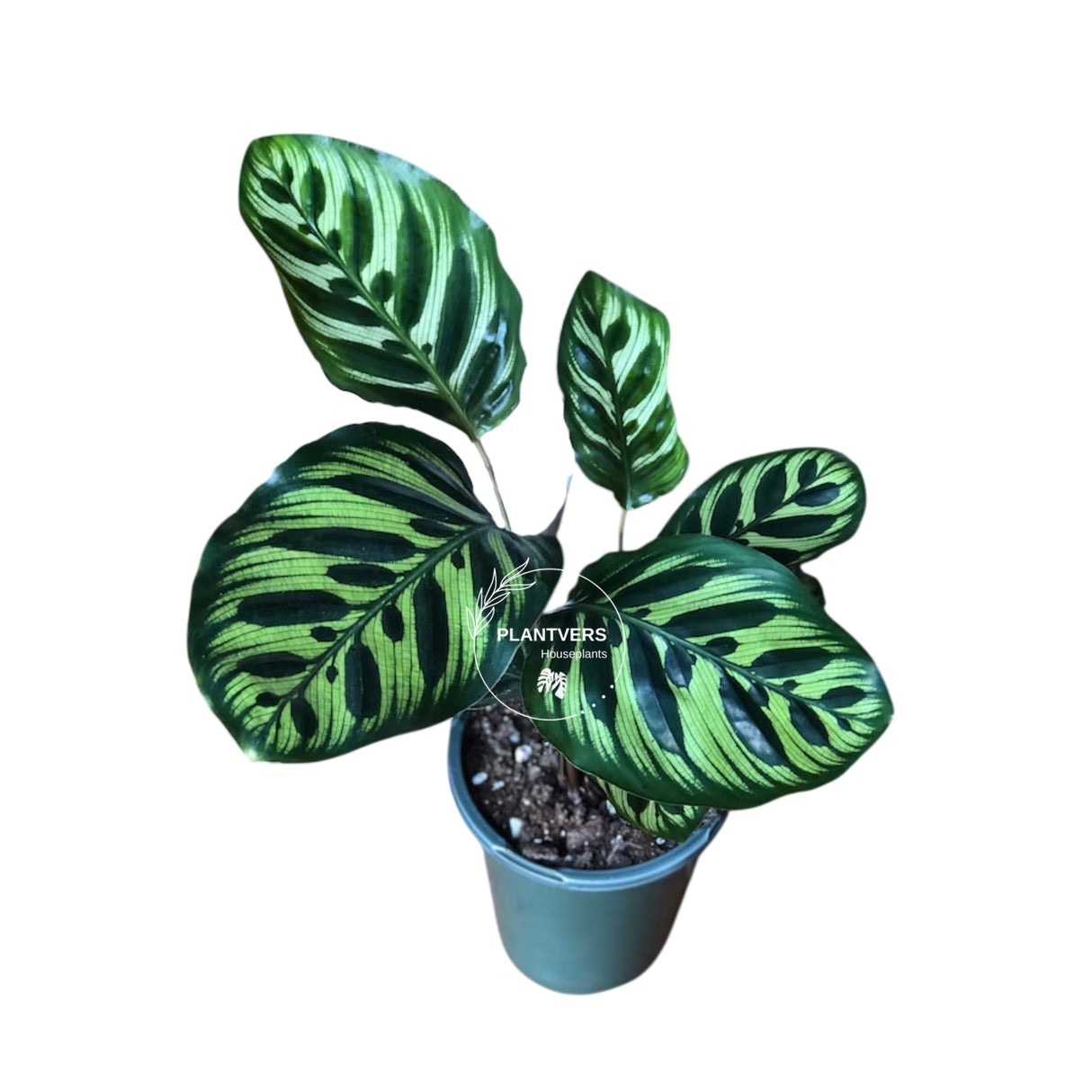 4” Calathea Makoyana  (Wholesale Indoor Plant Case of 10 Pots)