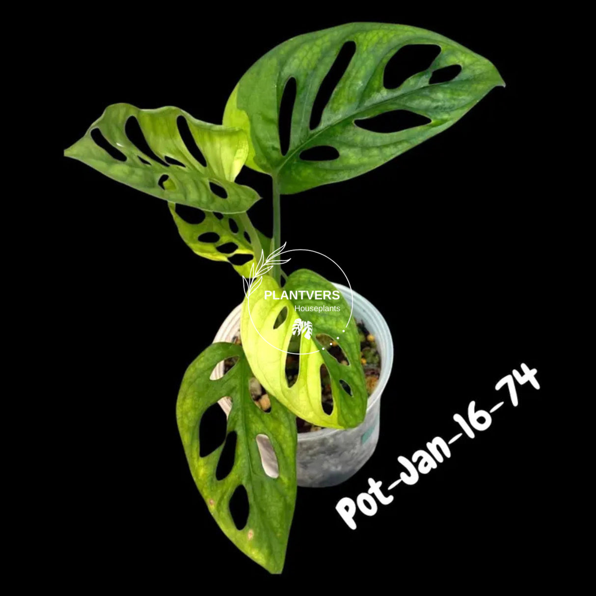 Variegated Monstera Adansonii Albo Plant Live - Rare Swiss Cheese EXACT Same Plant - Half-Moon Leaf - US Seller