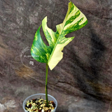 Monstera Aurea