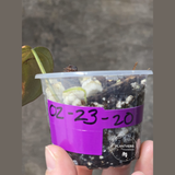 Variegated Philodendron Mican Aurea in a Nursery Pot - Rare Collector Plant - EXACT Plant - US SELLER