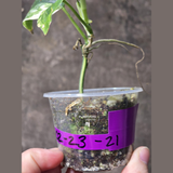 Scindapsus Jade Satin Variegated Plant - Rare Tropical - EXACT Plant - US Seller