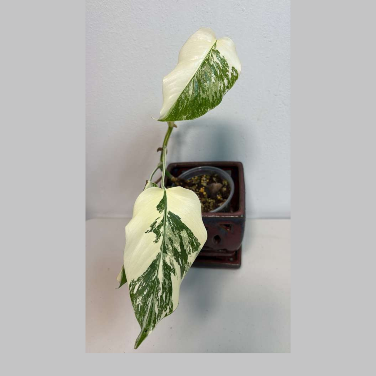 Variegated Monstera Albo EXACT Plant - Rare White Albo Baby Leaf Plant - US Seller