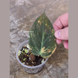 variegated mican