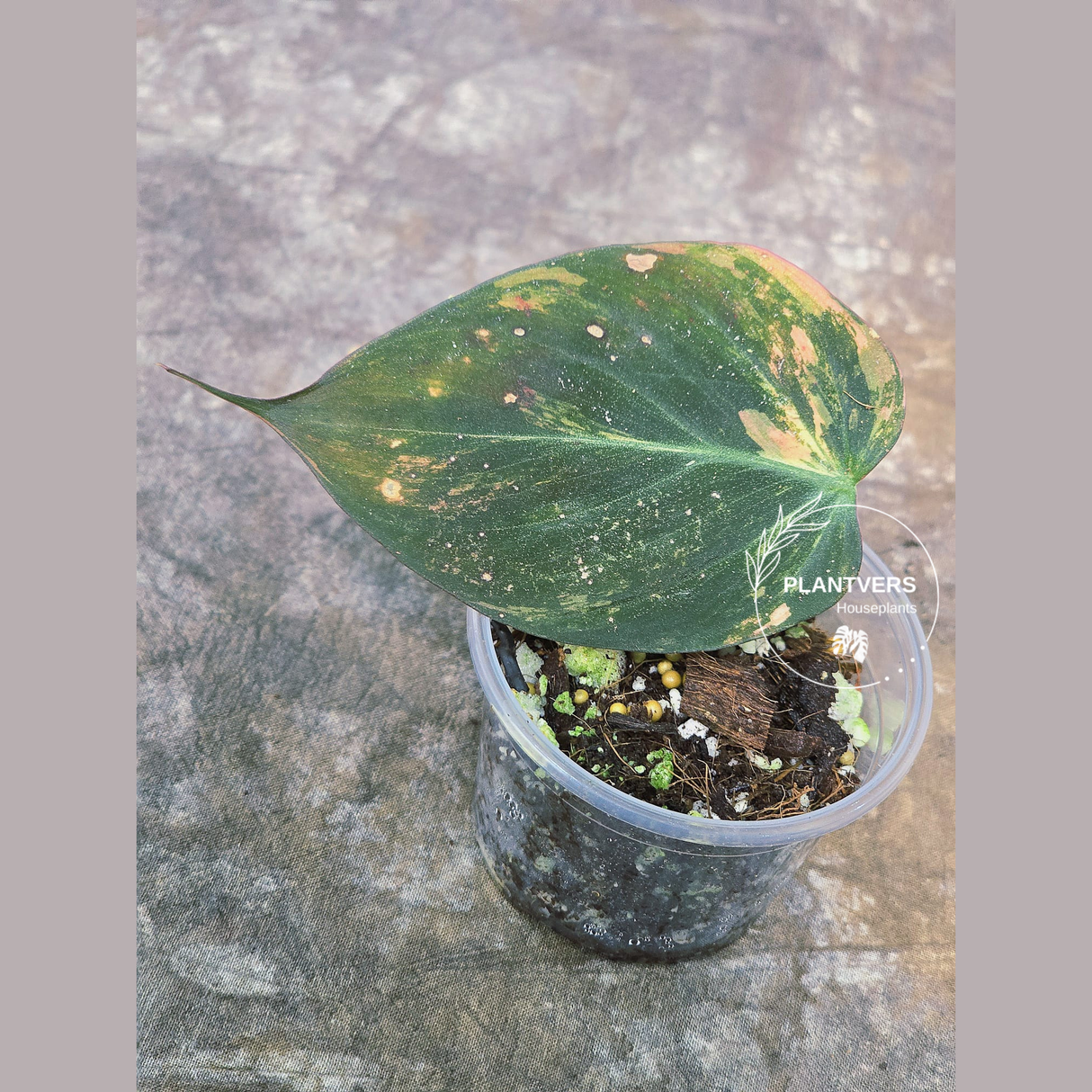 philodendron rare houseplants