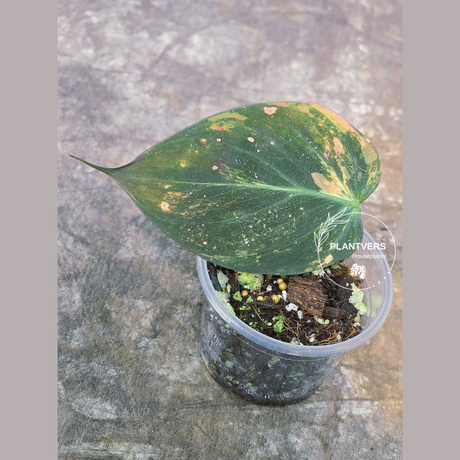 philodendron rare houseplants