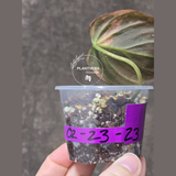 Variegated Philodendron Mican Aurea in a Nursery Pot - Rare Collector Plant - EXACT Plant - US SELLER