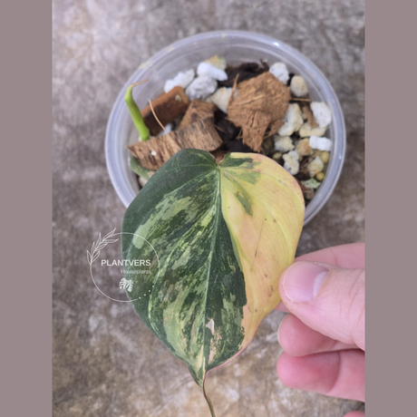 philodendron variegated mican aurea