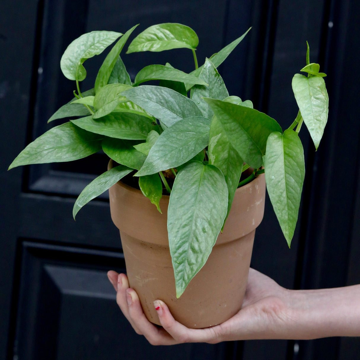 Cebu Blue Pothos - Rare houseplant