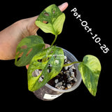 Variegated Monstera Adansonii Albo Plant Live - Rare Swiss Cheese EXACT Same Plant - Half-Moon Leaf - US Seller